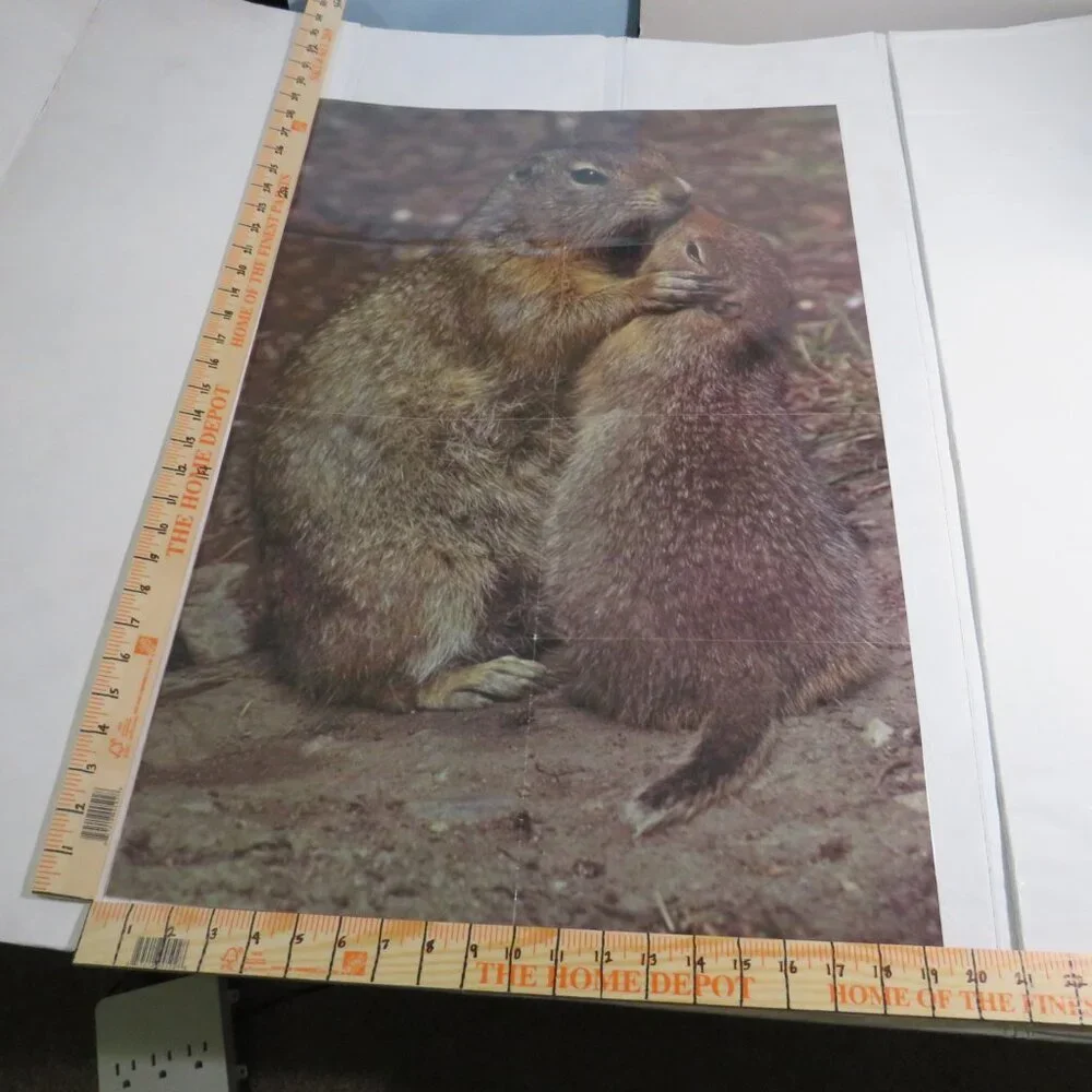 Dinosaurs & Groundhog Posters (7) EXTRA LARGE LAMINATED and non lam. Classroom